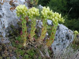 Jovibarba globifera na lokalite